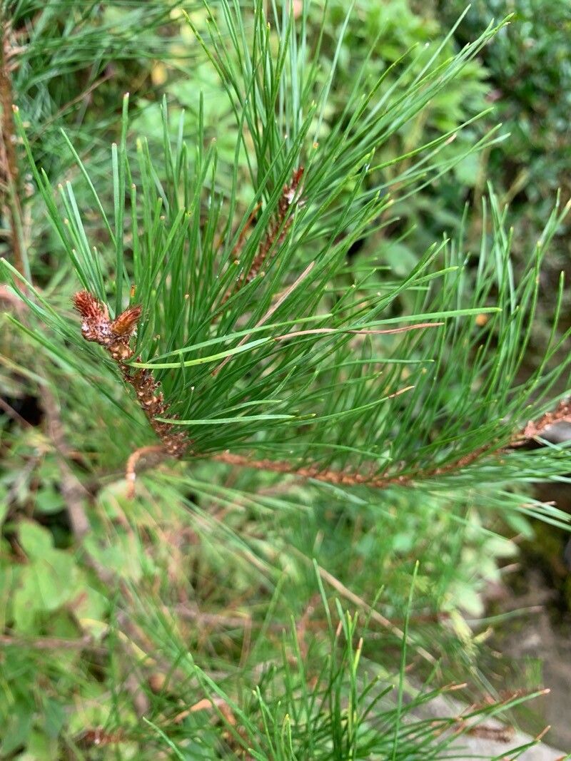 Pinus densiflora (Japanese Red Pine) (alternate view 2)