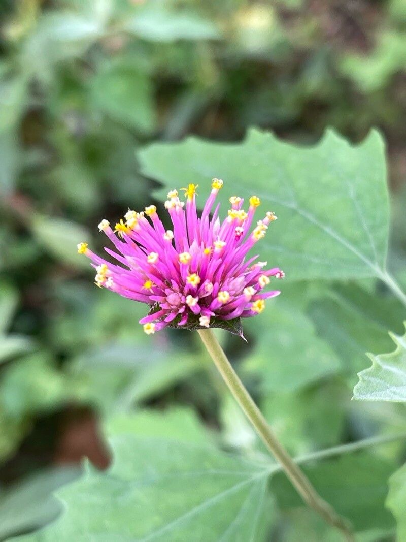 Gomphrena globosa (Globe Amaranth) (alternate view 9)