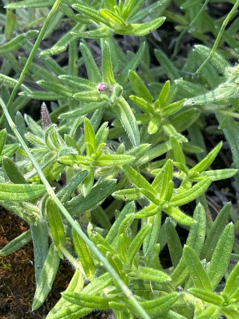 Lithodora diffusa (Lithodora)
