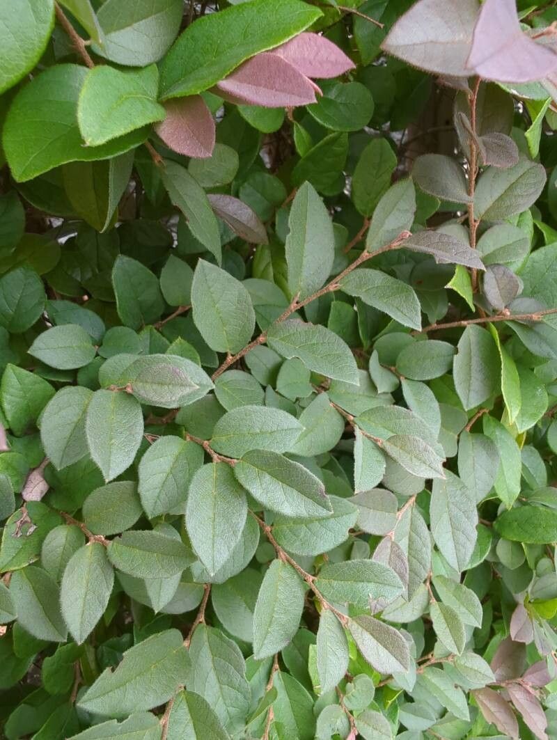 Loropetalum chinense (Jazz Hands® Pink Loropetalum) (alternate view 5)