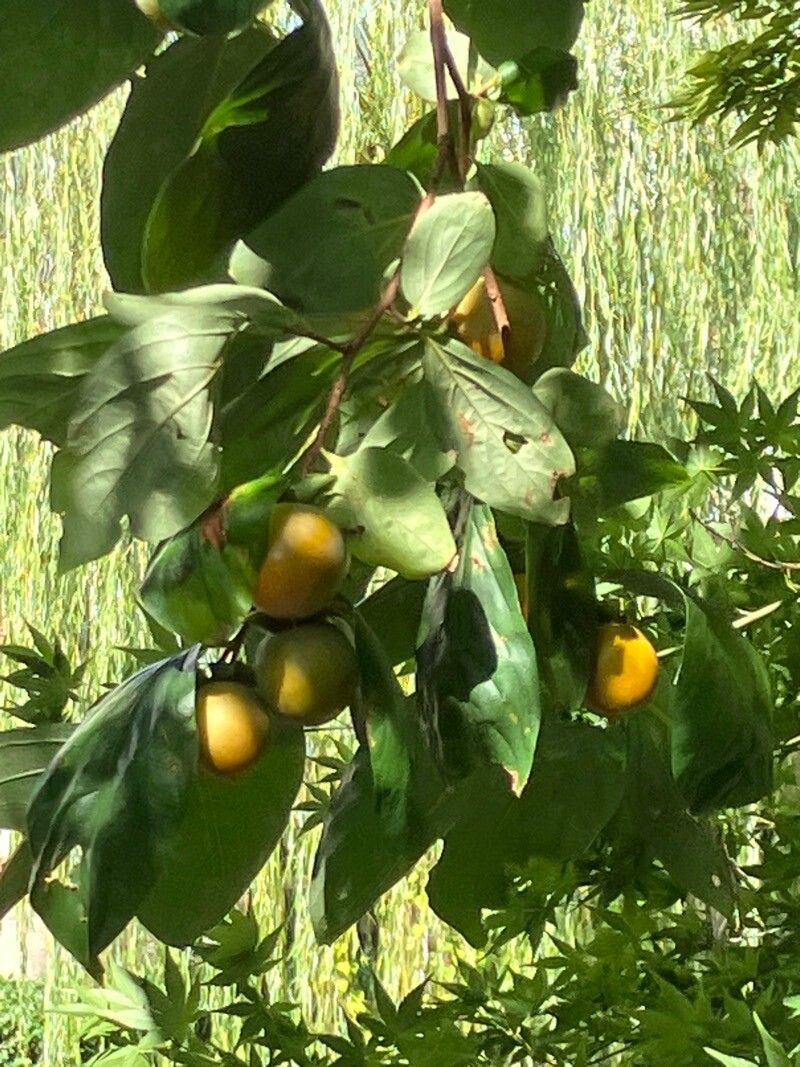 Diospyros kaki (Japanese Persimmon) (alternate view 15)