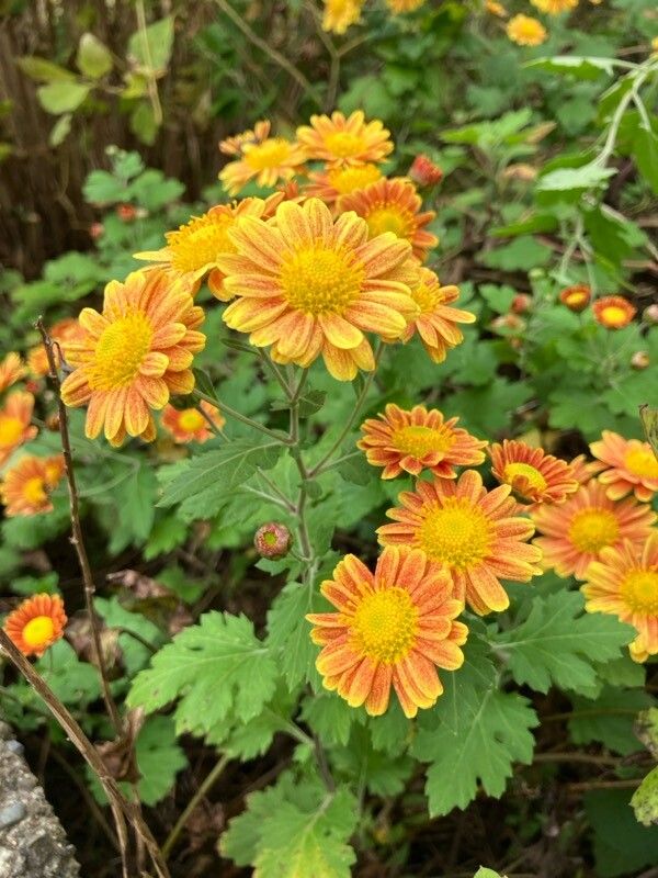 Chrysanthemum × morifolium (Garden Mum) (alternate view 13)