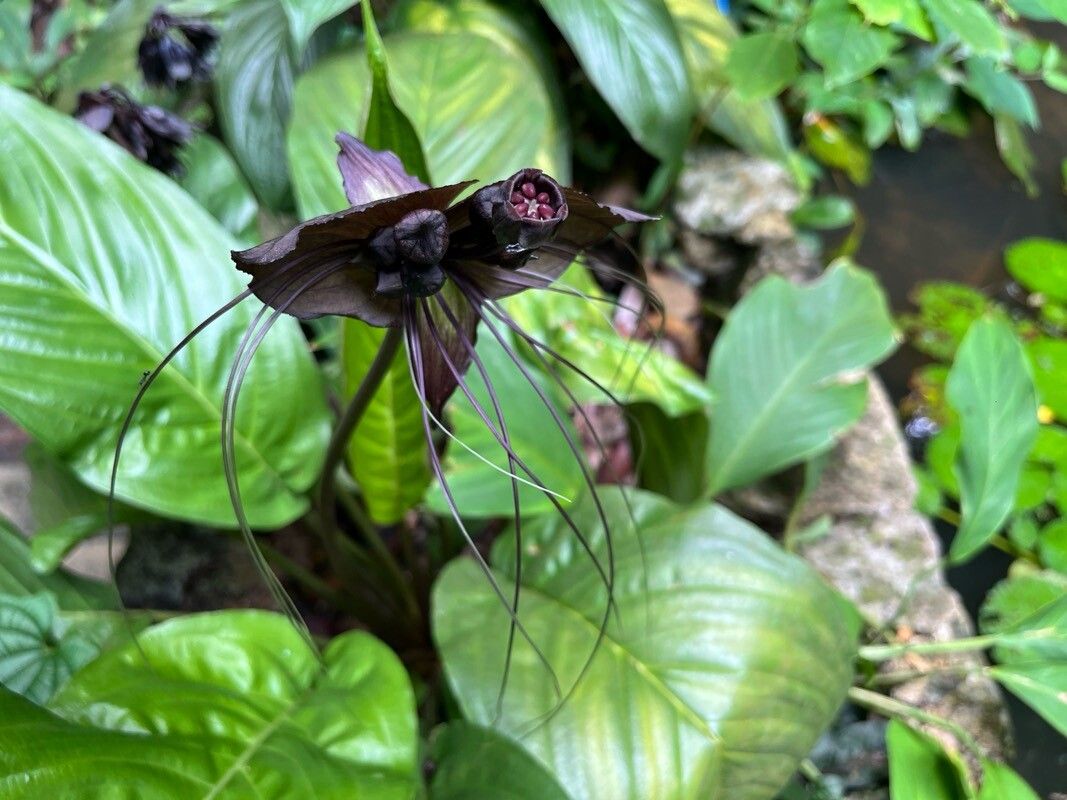 Tacca chantrieri (Black Bat Flower)