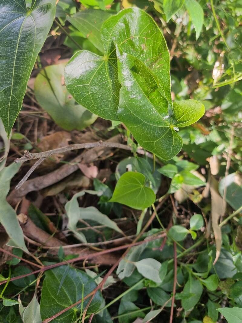 Sarcopetalum harveyanum (pearl vine) (alternate view 11)