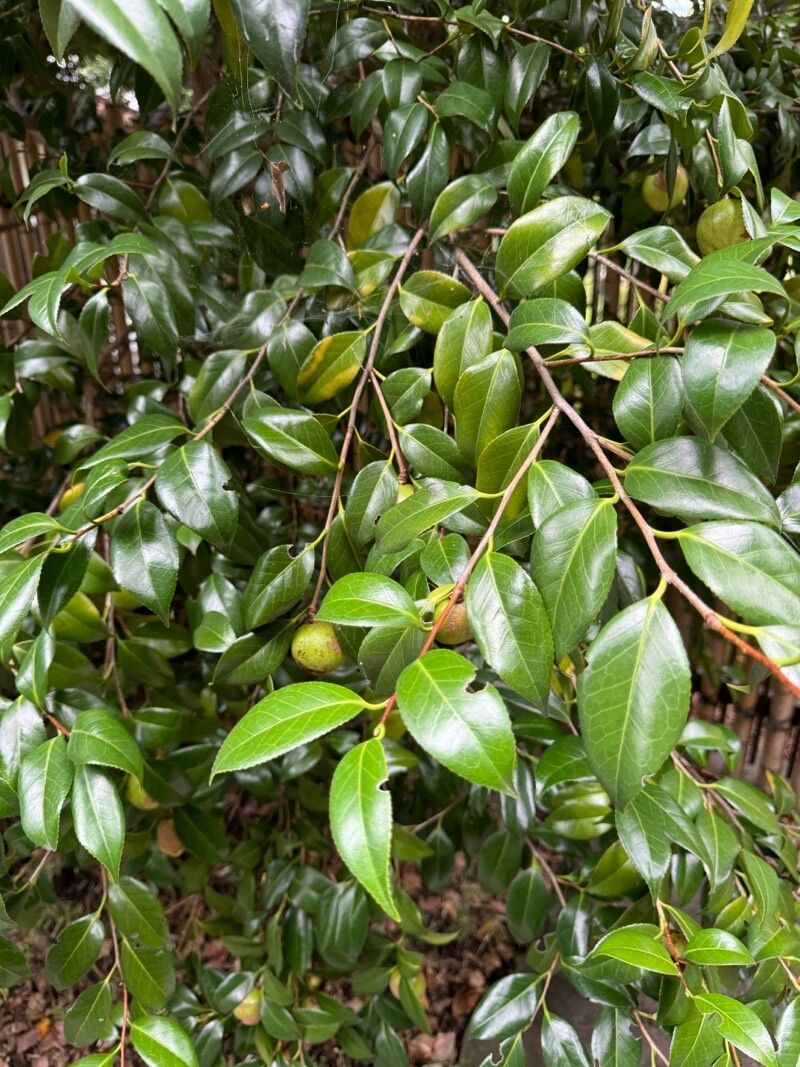 Camellia japonica (Japanese camellia) (alternate view 5)