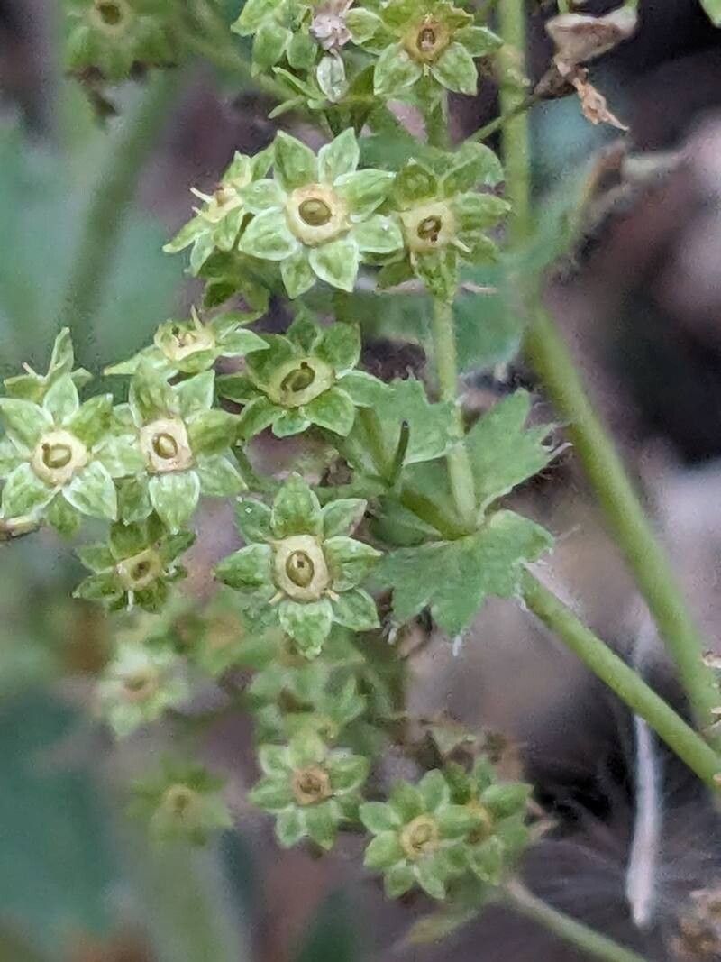Alchemilla mollis (Lady's Mantle) (alternate view 11)