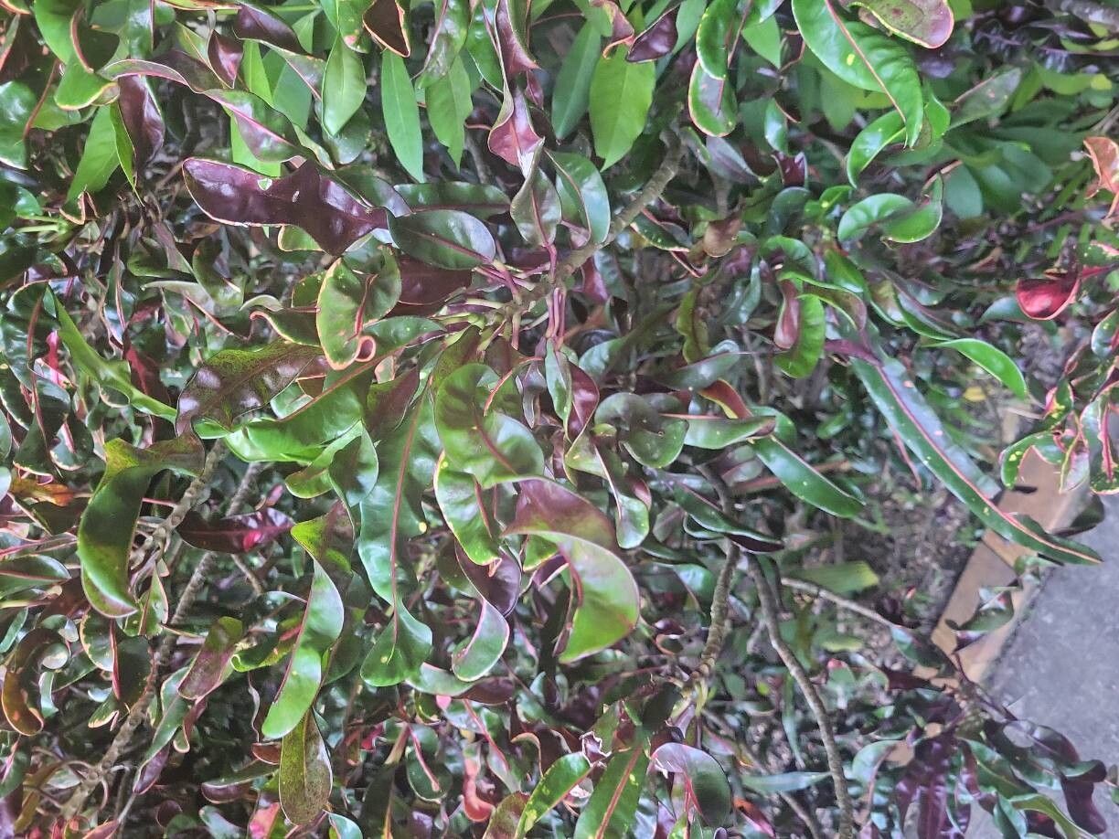 Codiaeum