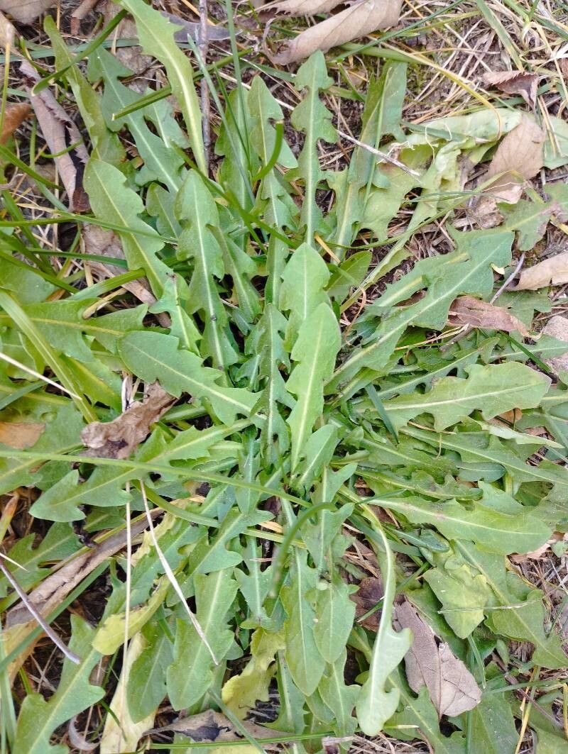 Leontodon hispidus (Rough Hawkbit) (alternate view 12)