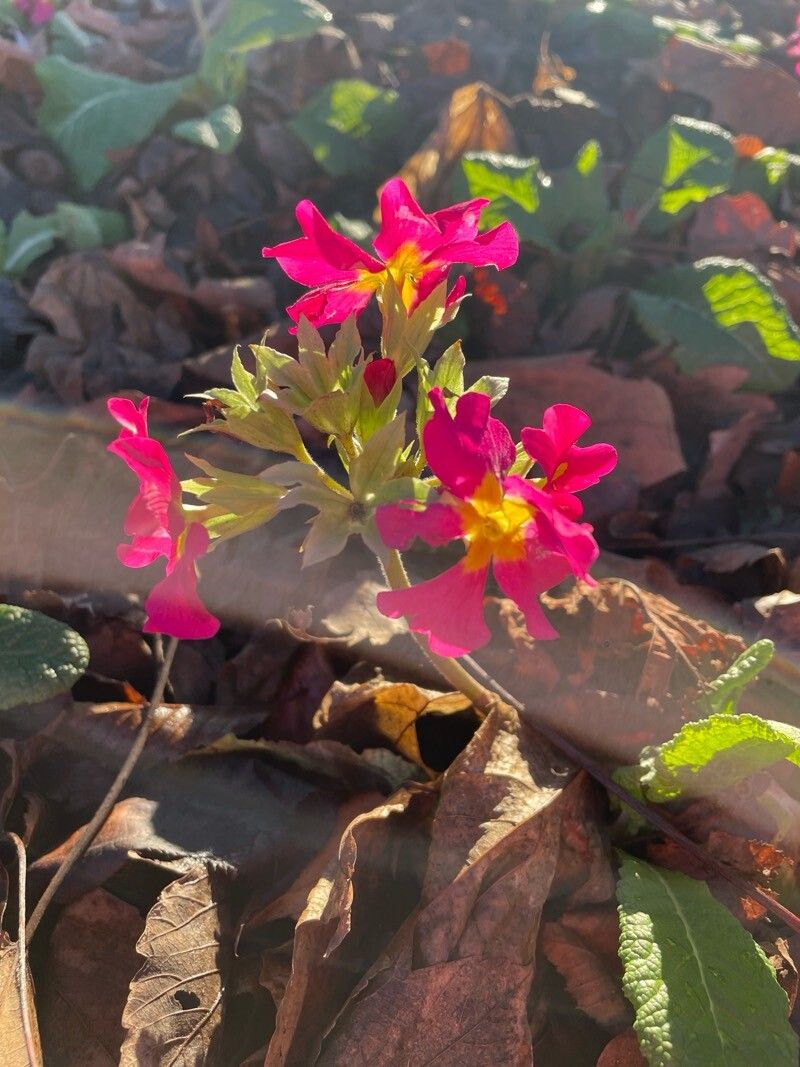 Primula (polyanthus) (alternate view 11)