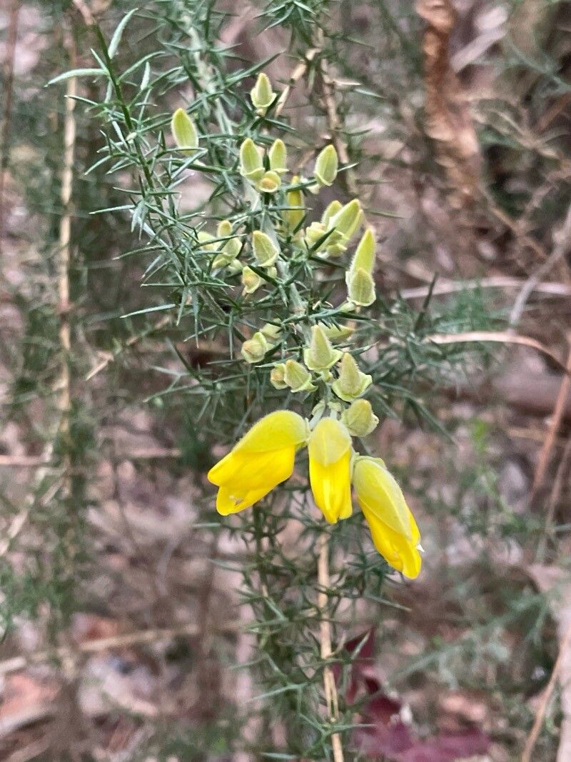 Ulex minor (Dwarf Gorse) (alternate view 10)