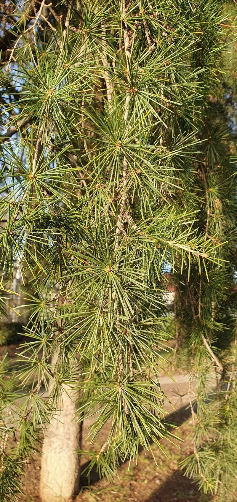 Cedrus deodara (deodar cedar) (alternate view 5)
