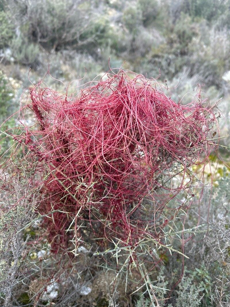 Cuscuta epithymum (Clover Dodder) (alternate view 12)