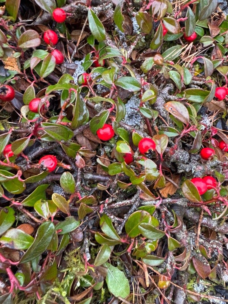 Cotoneaster dammeri (Bearberry Cotoneaster) (alternate view 10)