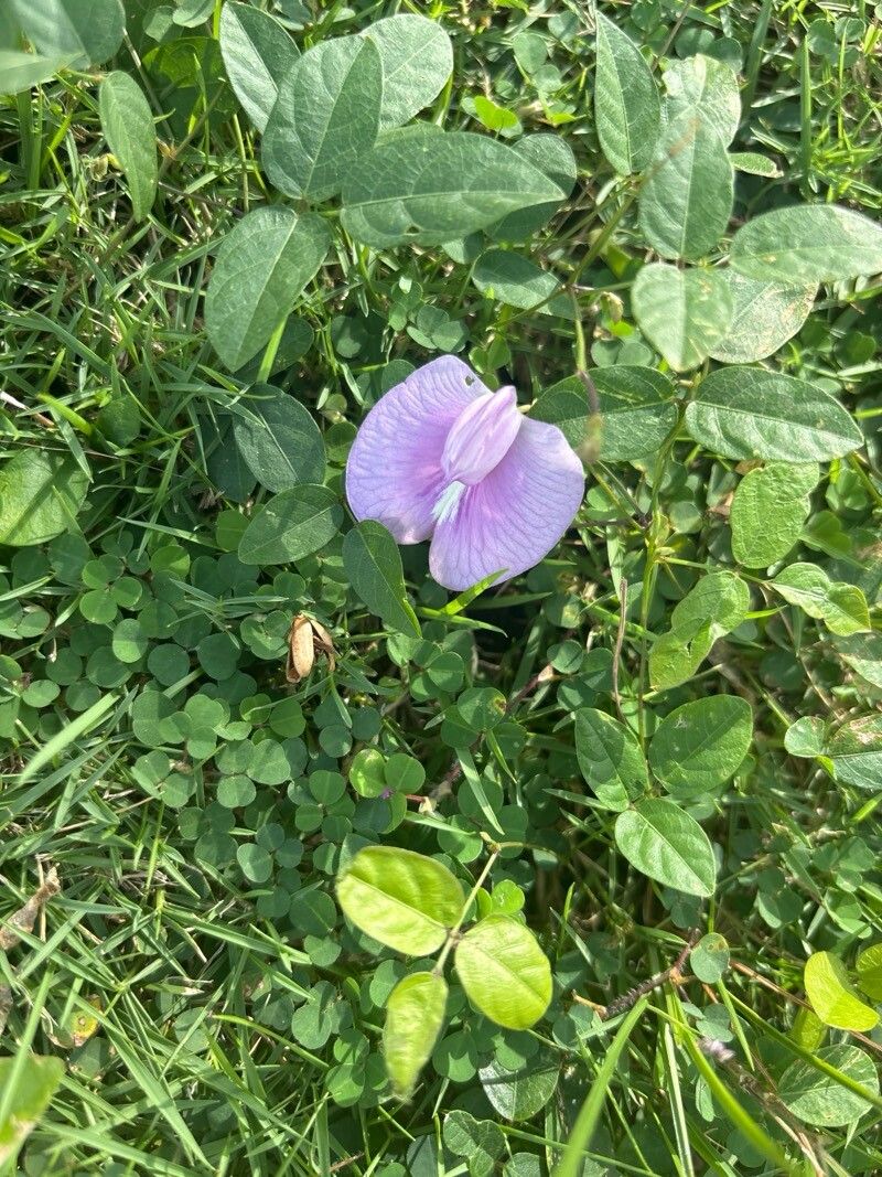 Centrosema virginianum (butterfly pea) (alternate view 13)