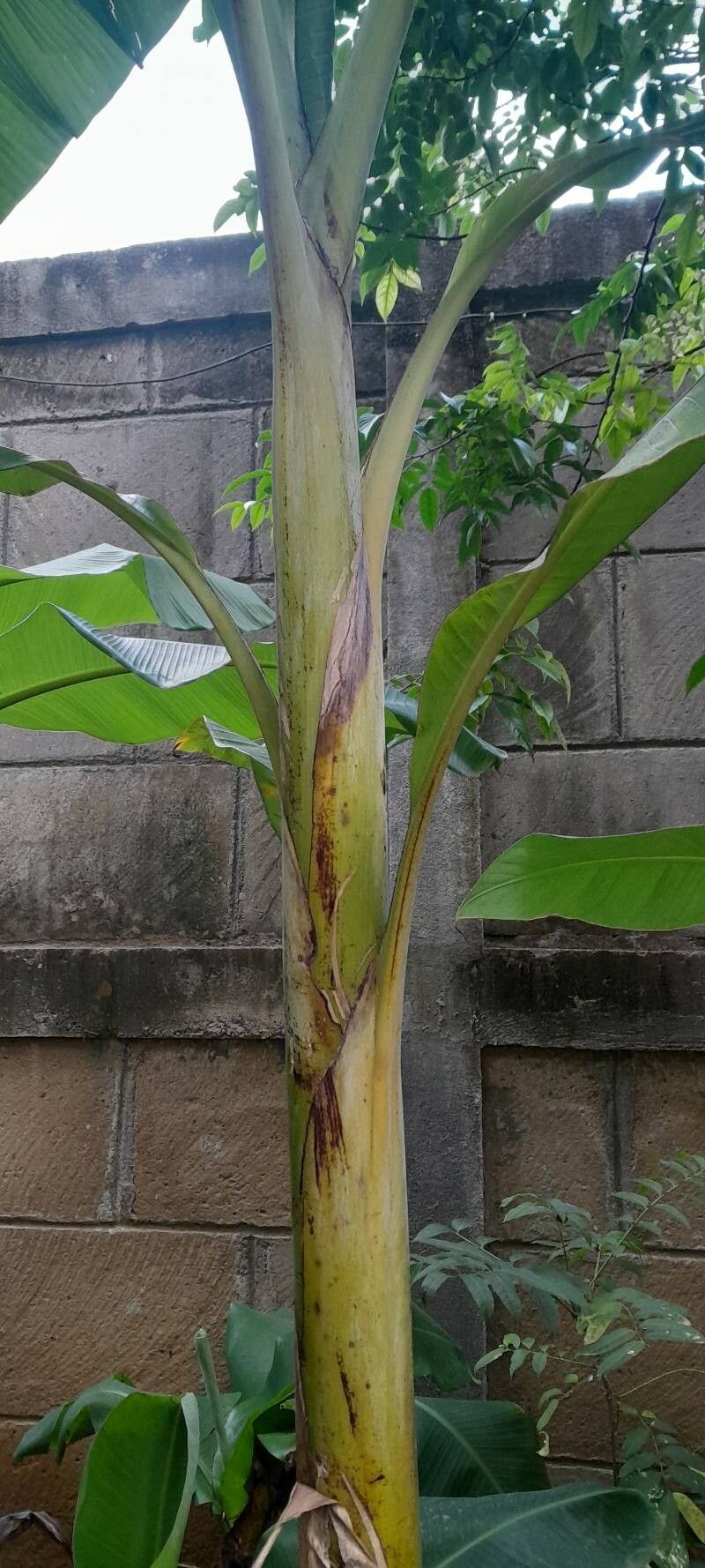 Musa × paradisiaca (Plantain) (alternate view 4)