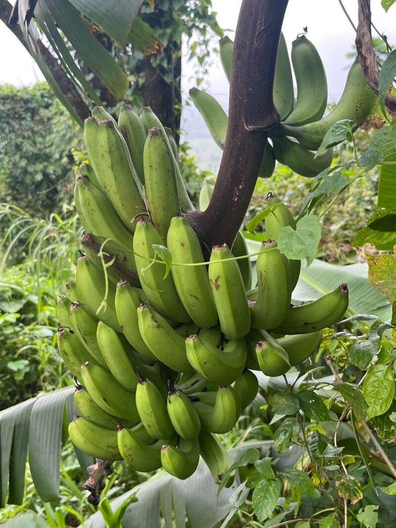 Musa × paradisiaca (Plantain)
