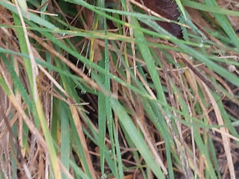 Briza media (Quaking-grass) (alternate view 9)