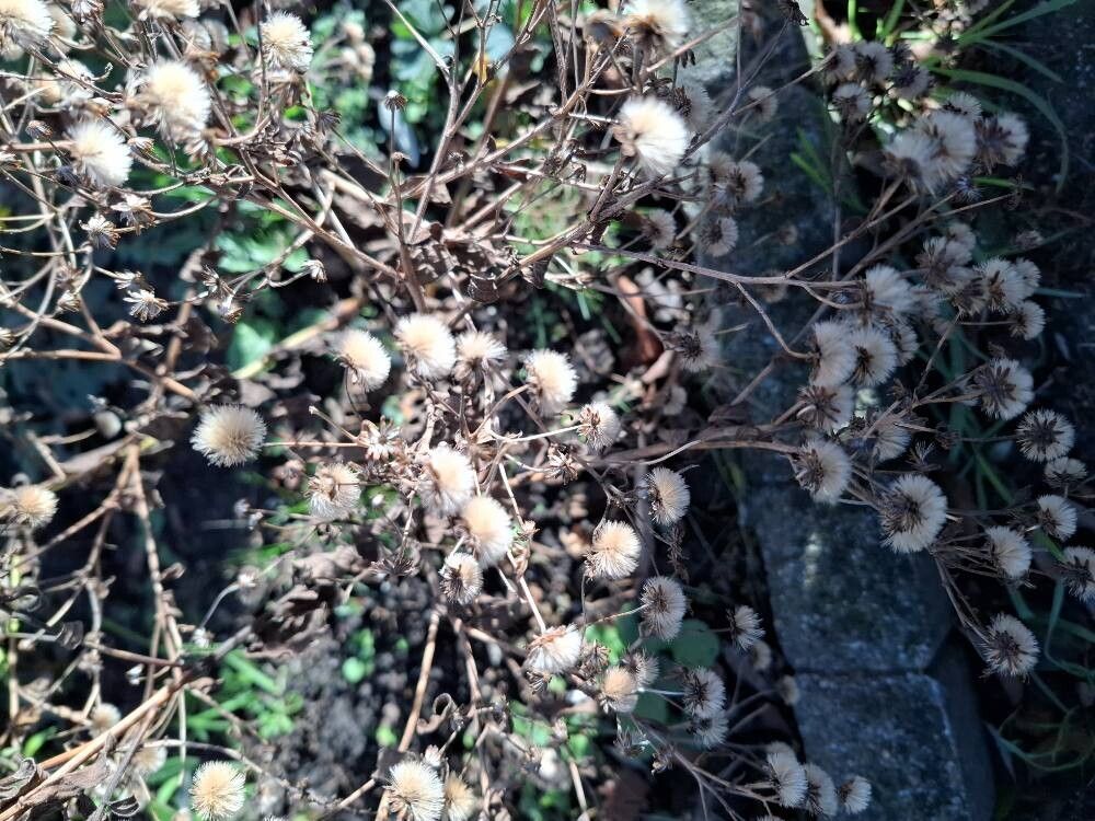 Erigeron acris (bitter fleabane) (alternate view 13)
