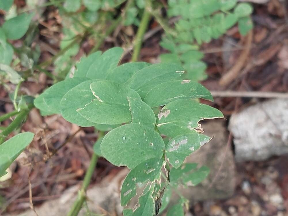 Galega officinalis (common milkpea) (alternate view 12)