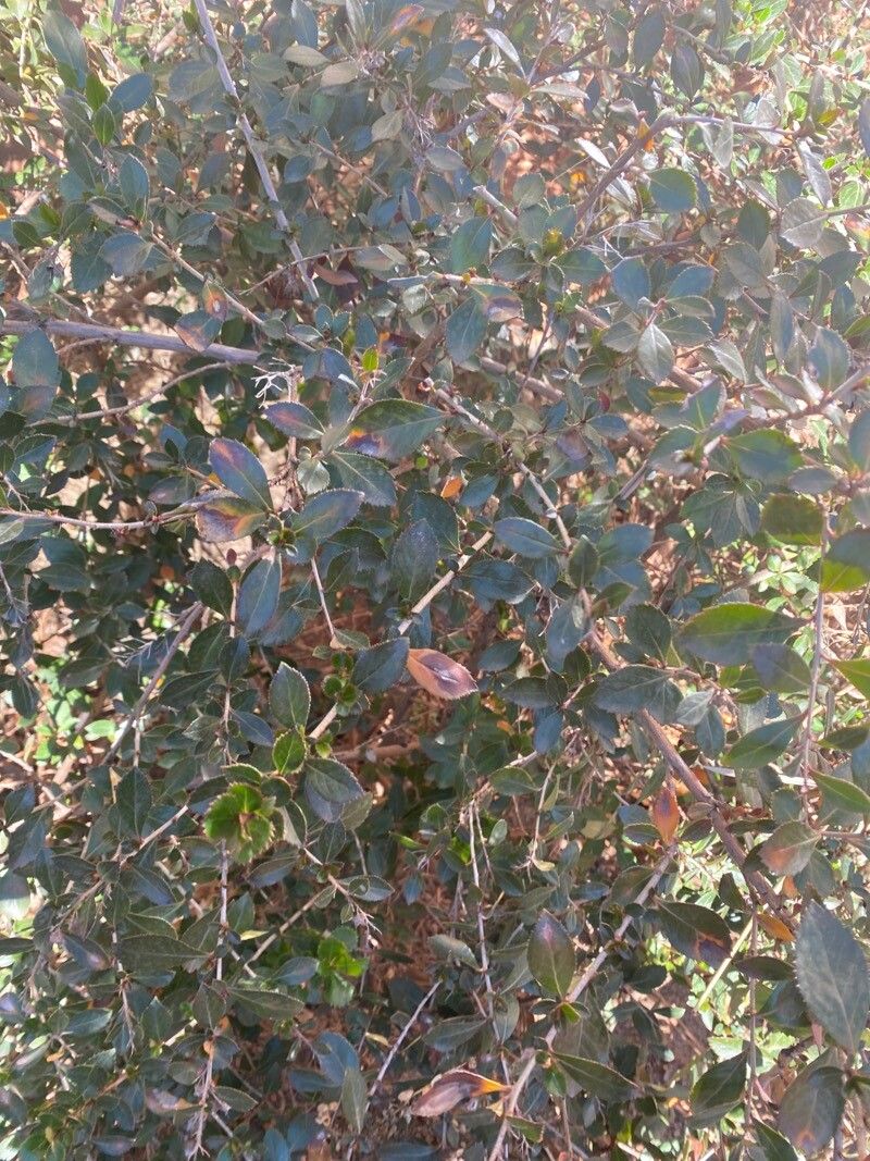 Escallonia rubra (redclaws) (alternate view 13)