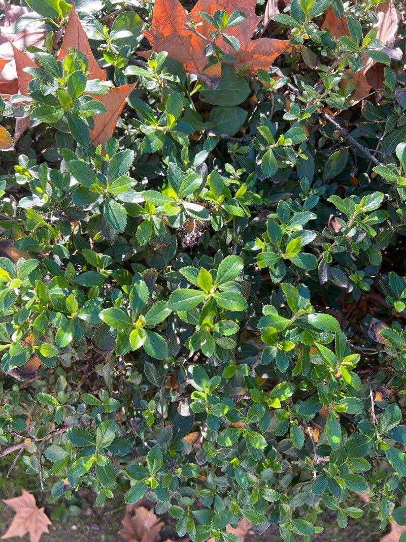 Escallonia rubra (redclaws) (alternate view 10)