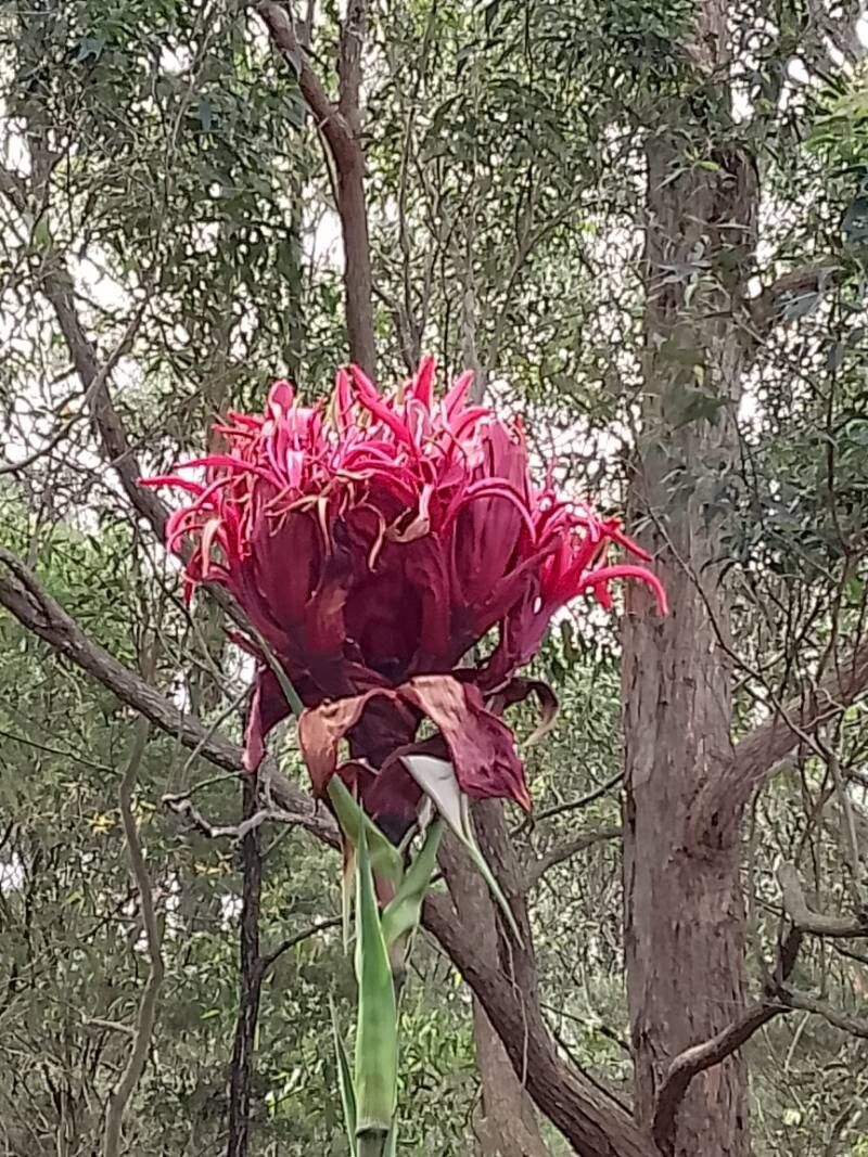 Doryanthes excelsa (Gymea Lily) (alternate view 12)