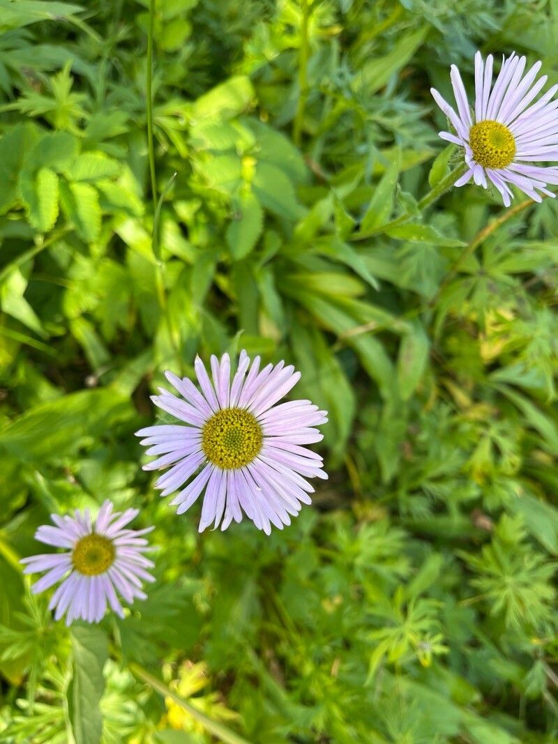 Erigeron peregrinus (Wandering Fleabane) (alternate view 2)