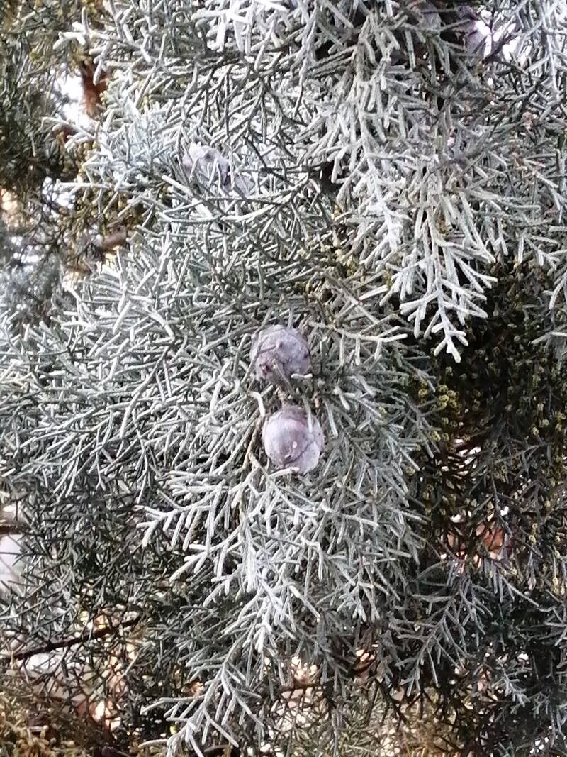 Hesperocyparis arizonica (Arizona Cypress) (alternate view 8)