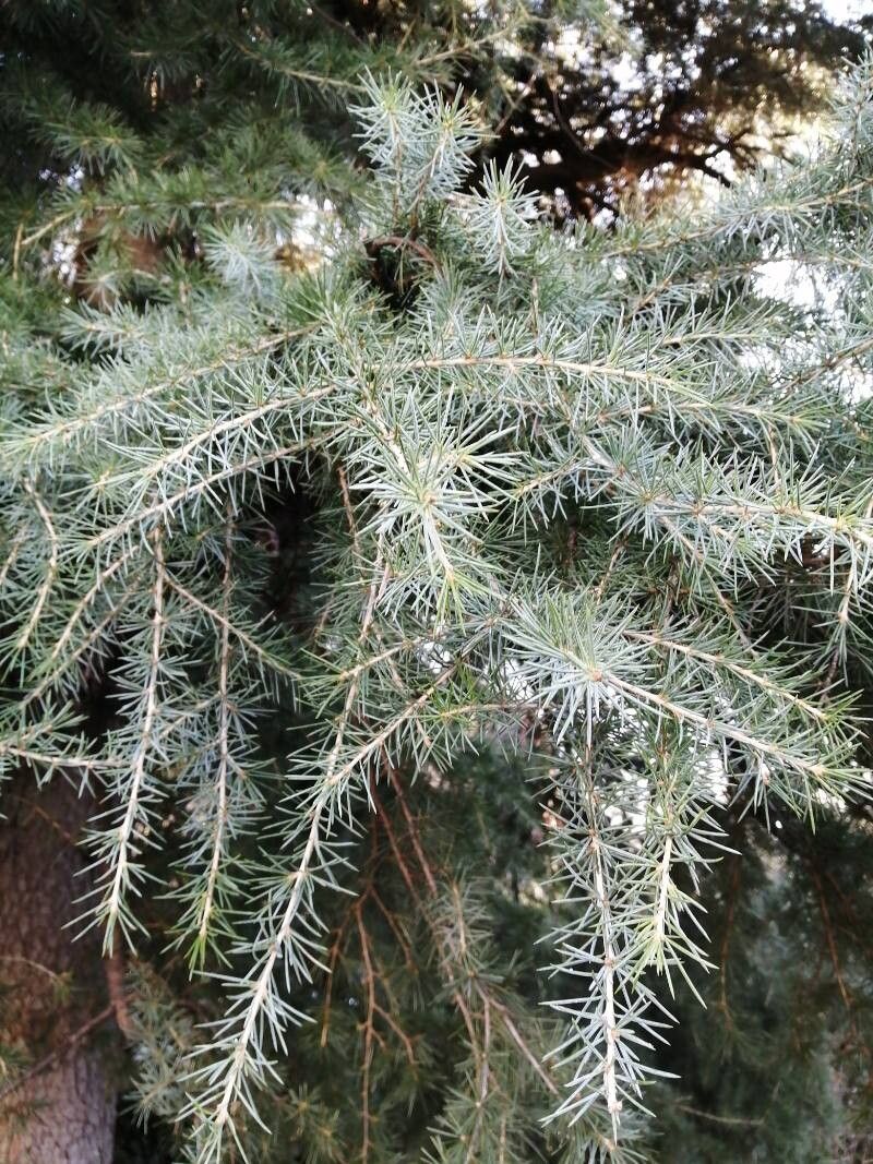 Cedrus deodara (deodar cedar) (alternate view 2)
