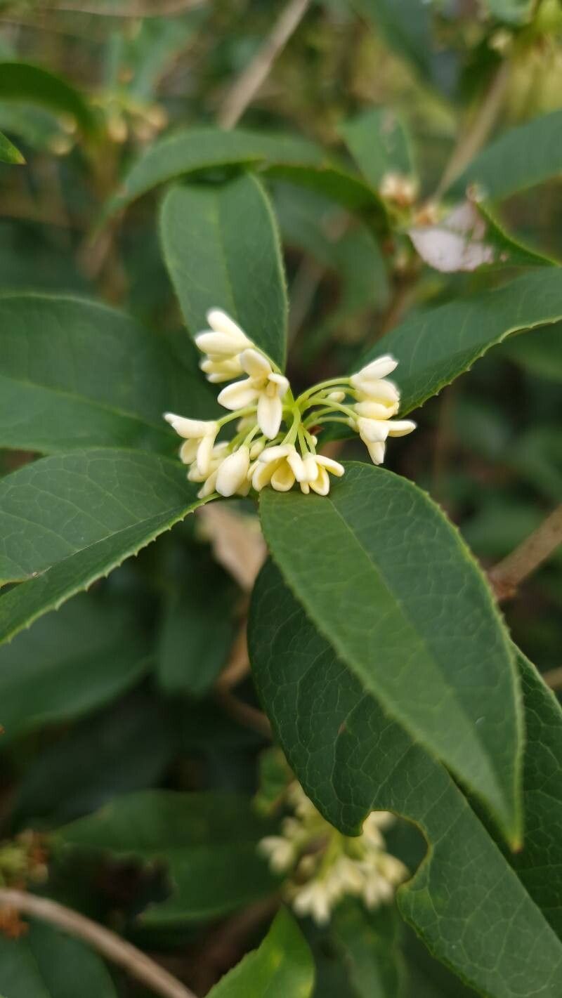 Osmanthus fragrans (Fragrant Tea Olive)