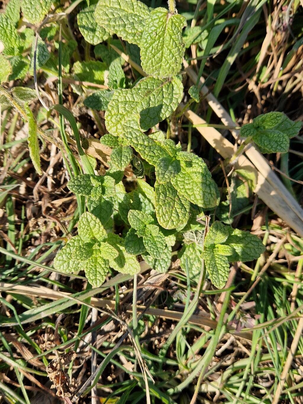 Mentha suaveolens (Apple Mint) (alternate view 14)