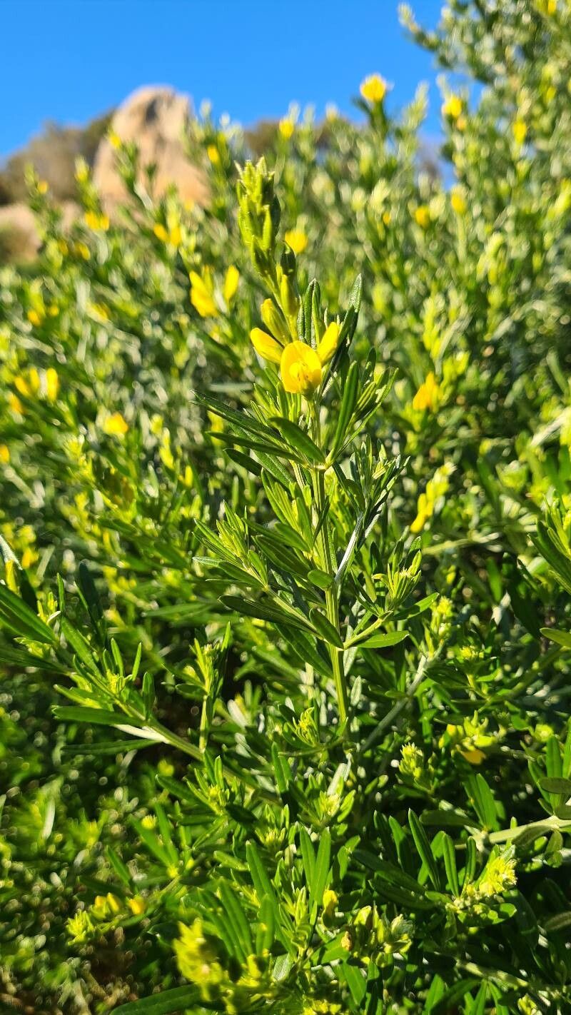 Genista linifolia (needle-leaved broom) (alternate view 11)