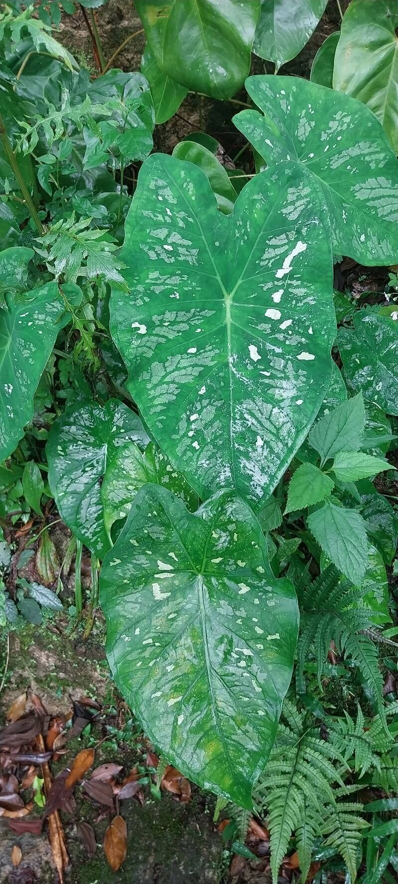 Caladium (Caladium) (alternate view 4)