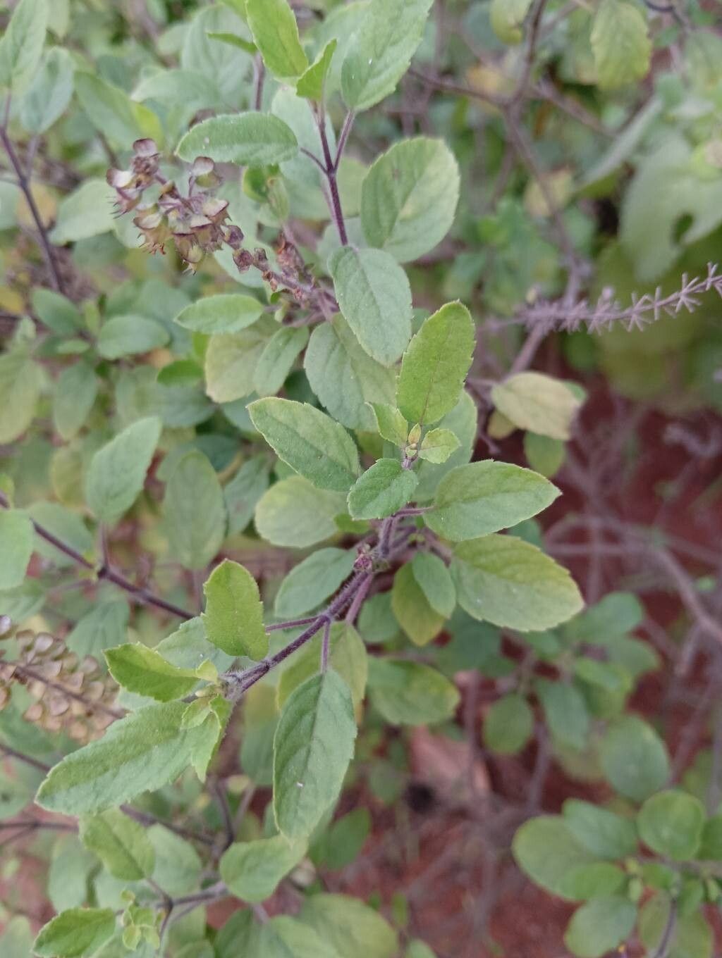 Ocimum tenuiflorum (Holy Basil) (alternate view 2)