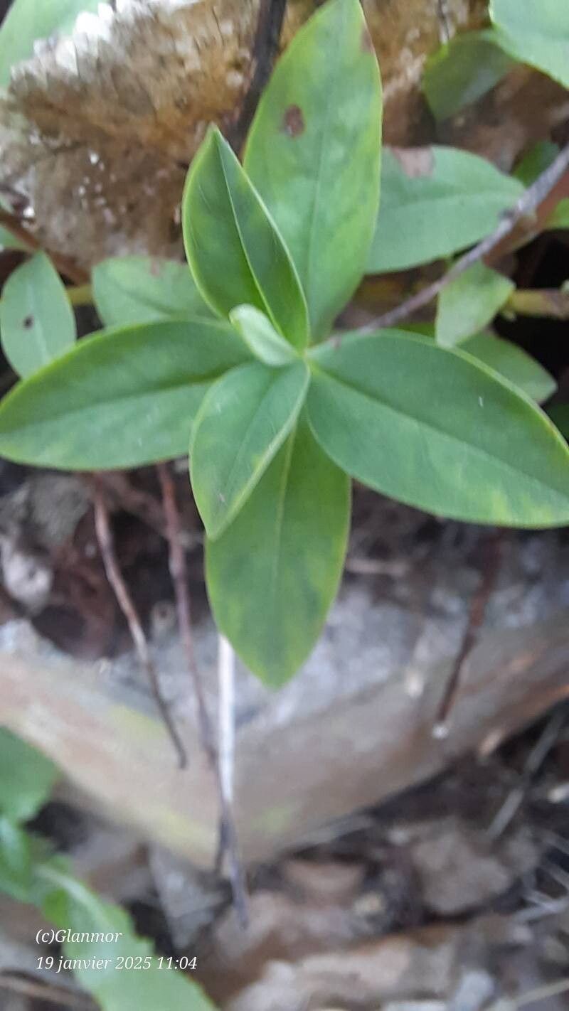 Hypericum calycinum (St. John's wort)