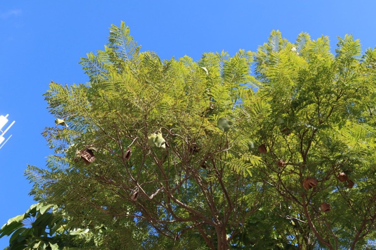 Jacaranda (jacarandas)