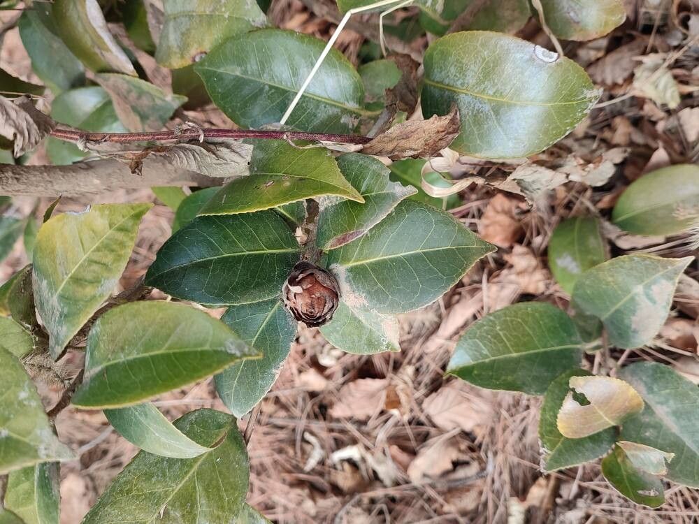 Camellia sasanqua (sasanqua camellia) (alternate view 3)