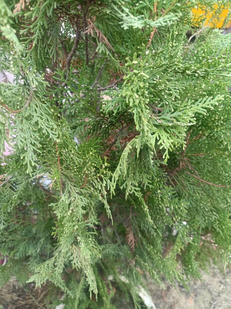 Platycladus orientalis (Oriental Arborvitae) (alternate view 4)