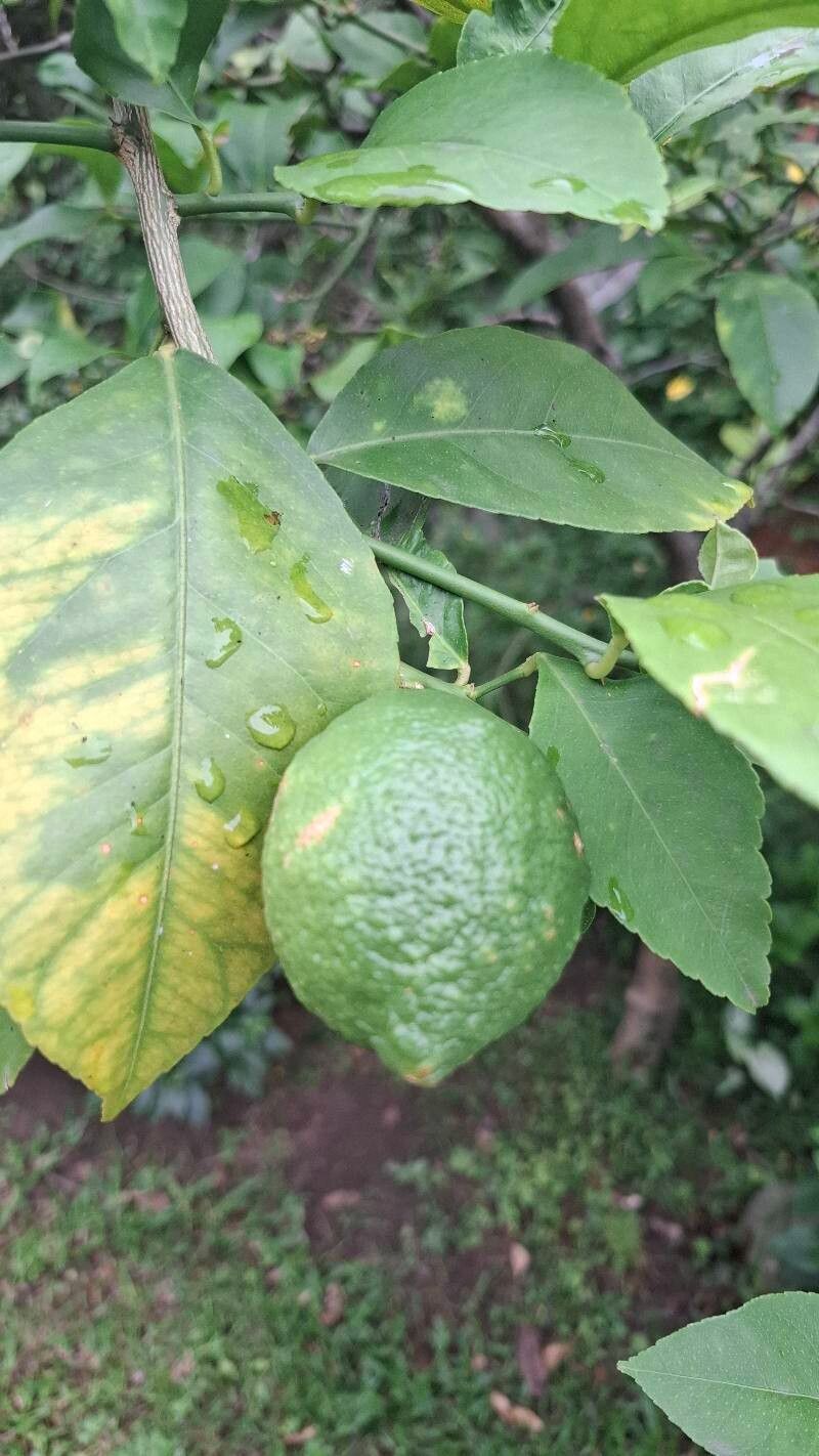 Citrus × meyeri (Meyer Lemon) (alternate view 2)