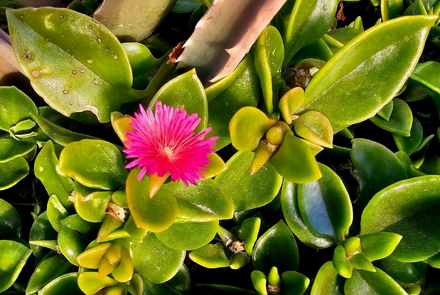 Aptenia cordifolia (Livingstone Daisy) (alternate view 5)