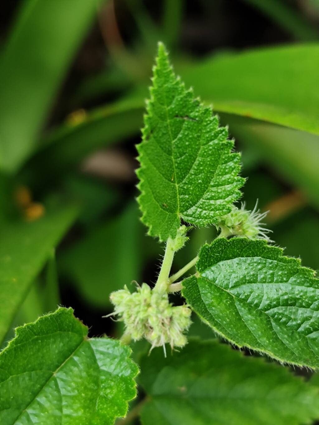 Fatoua villosa (hairy crabweed) (alternate view 11)