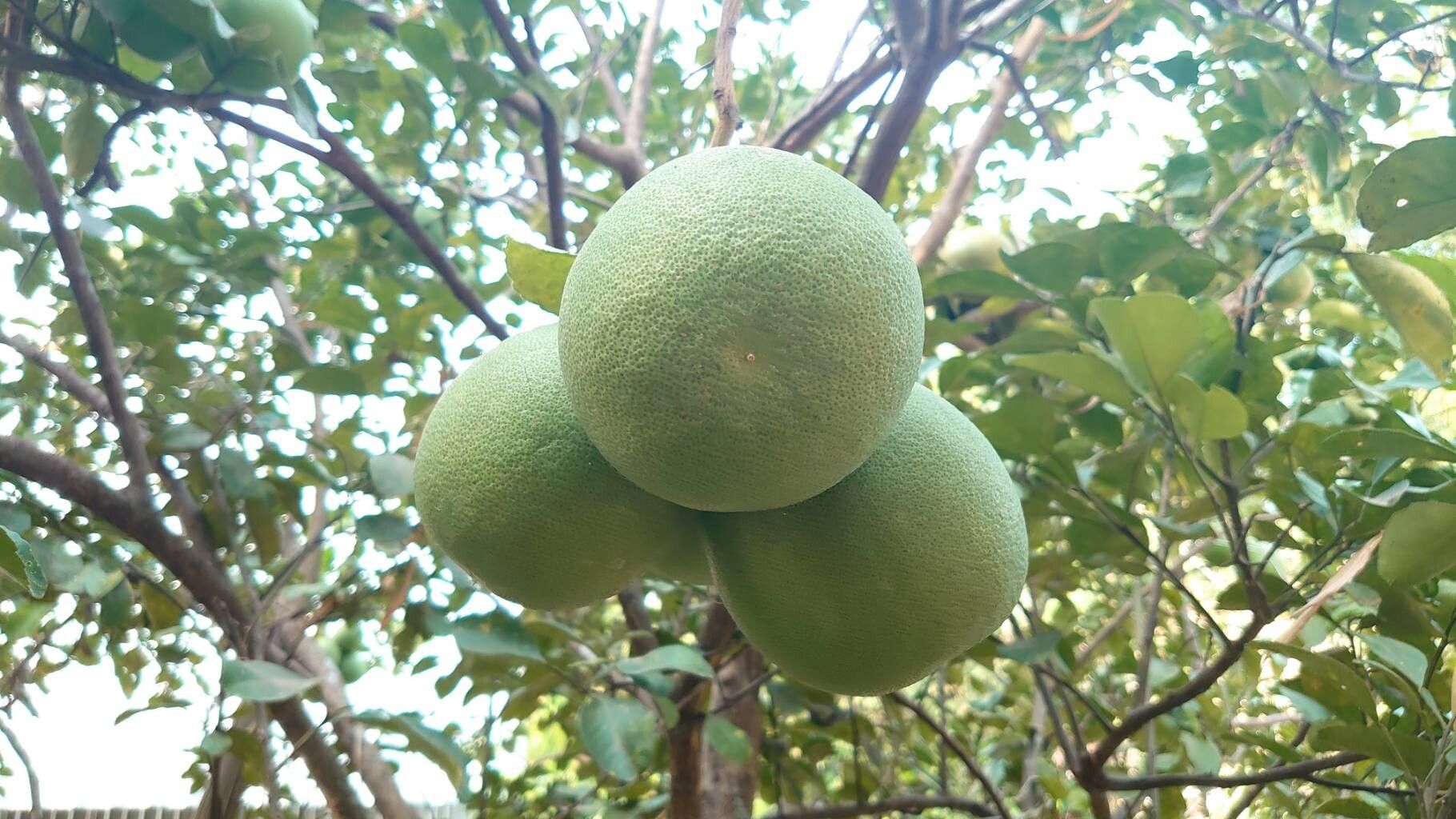 Citrus unshiu, Satsuma mandarin — spreading evergreen (Rutaceae) (image 3 of 10)