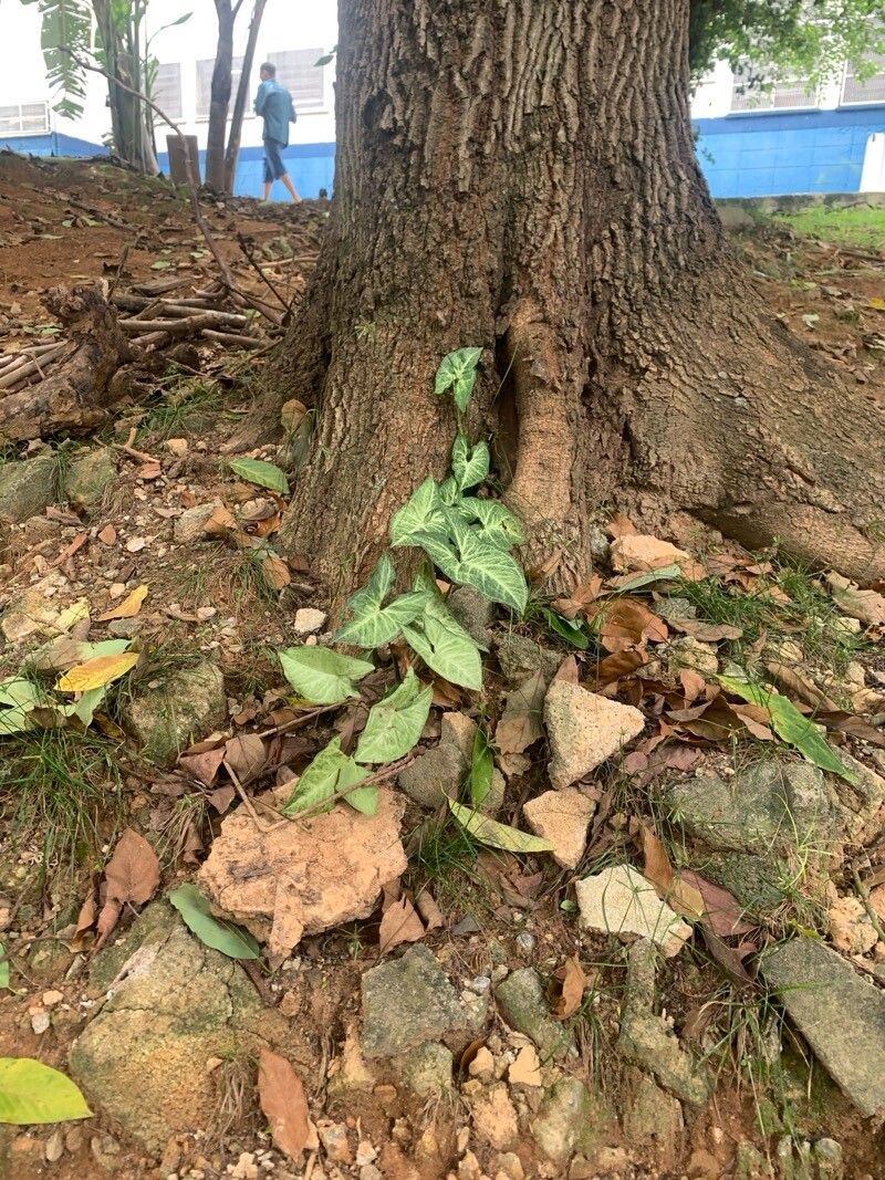 Syngonium (Arrow-head Vines) (alternate view 2)