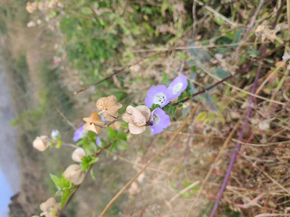 Nicandra physalodes (apple-of-Peru) (alternate view 12)