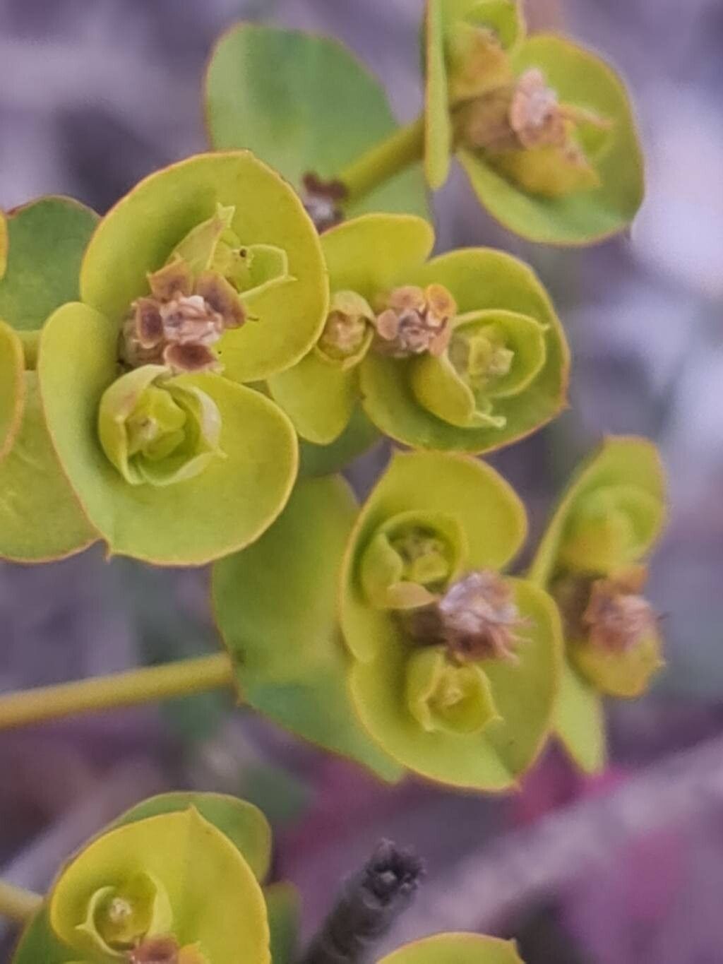 Euphorbia nicaeensis (alternate view 2)