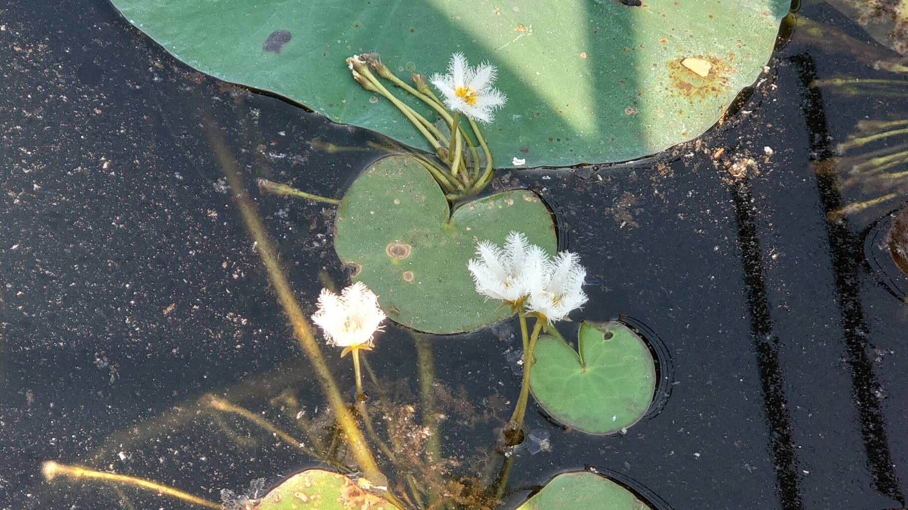 Nymphoides indica (Water Snowflake) (alternate view 13)