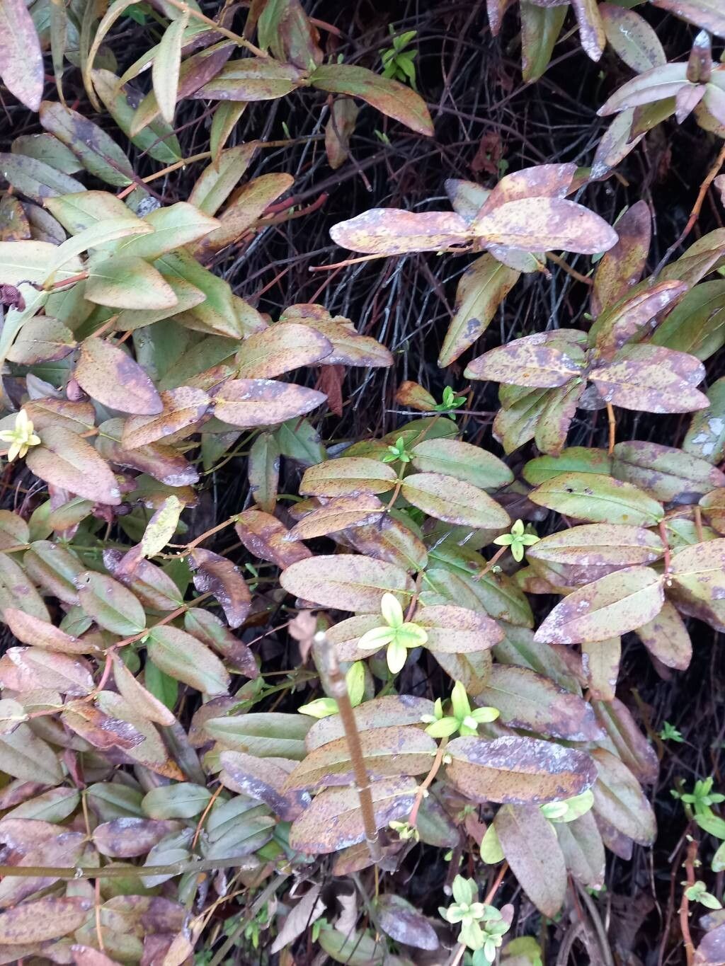 Hypericum calycinum (St. John's wort) (alternate view 5)