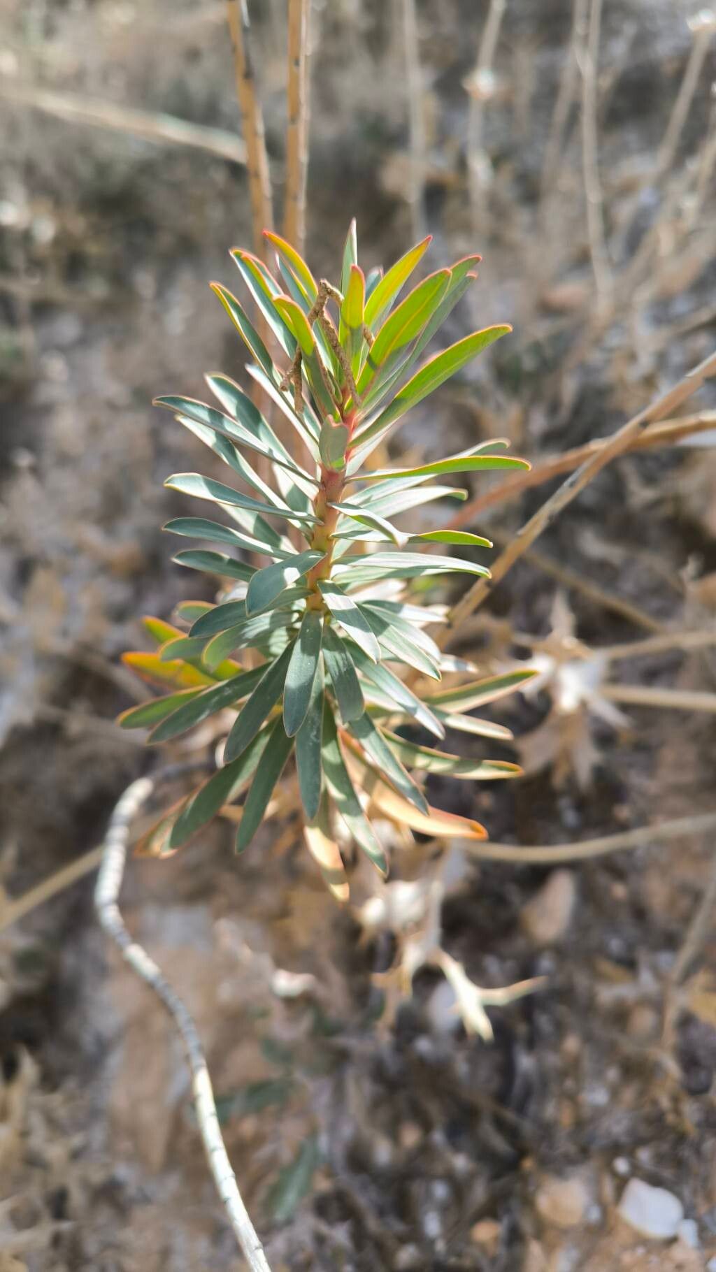 Euphorbia nicaeensis