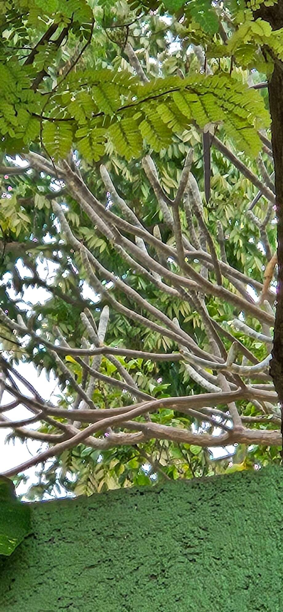 Plumeria (Frangipani Trees) (alternate view 3)