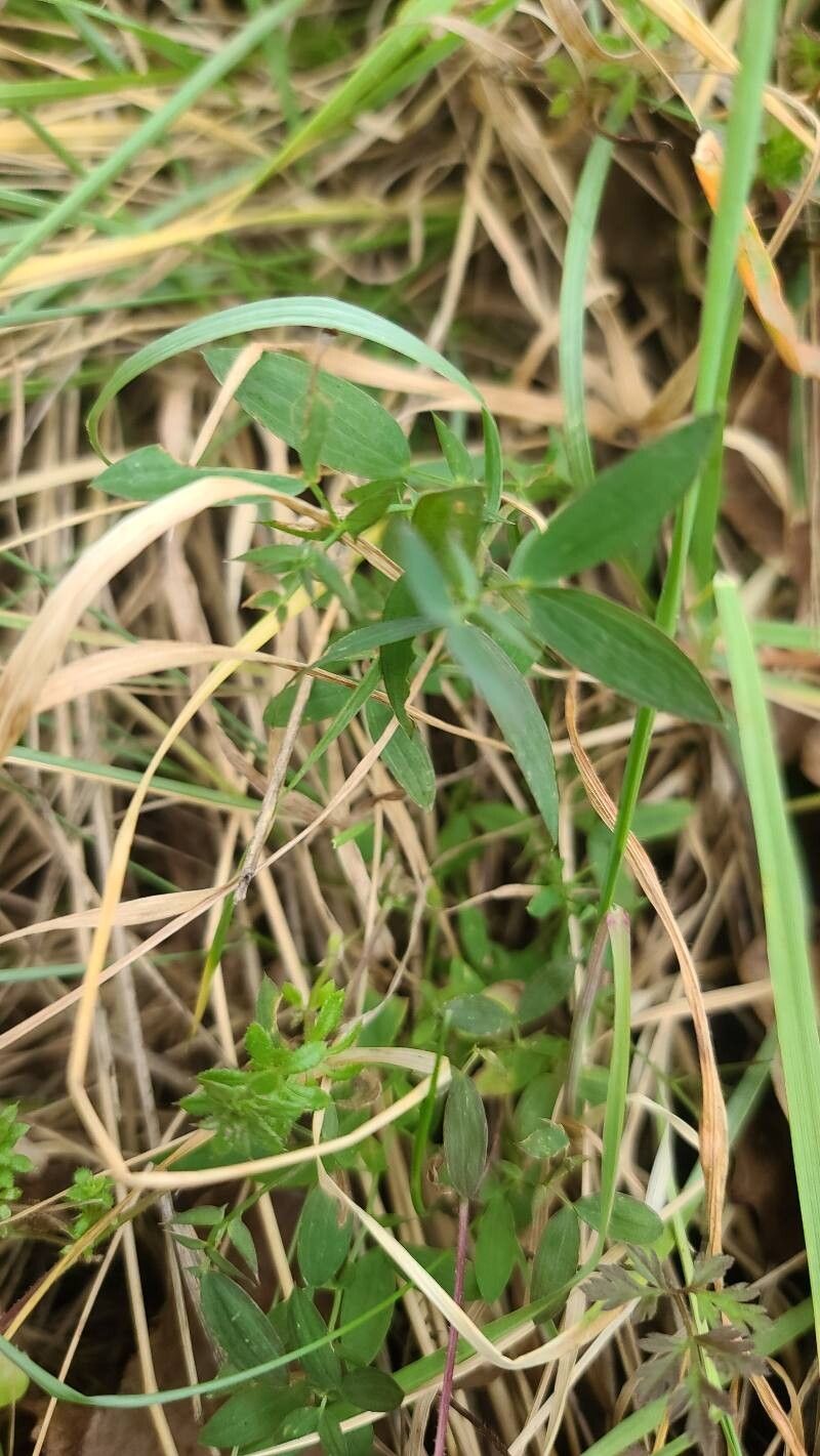 Lathyrus pratensis (meadow pea) (alternate view 12)